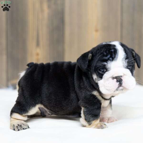 Inky Shadow, English Bulldog Puppy